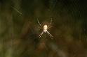 Argiope_trifasciata_D3517_Z_88_Karinji NP_Australie